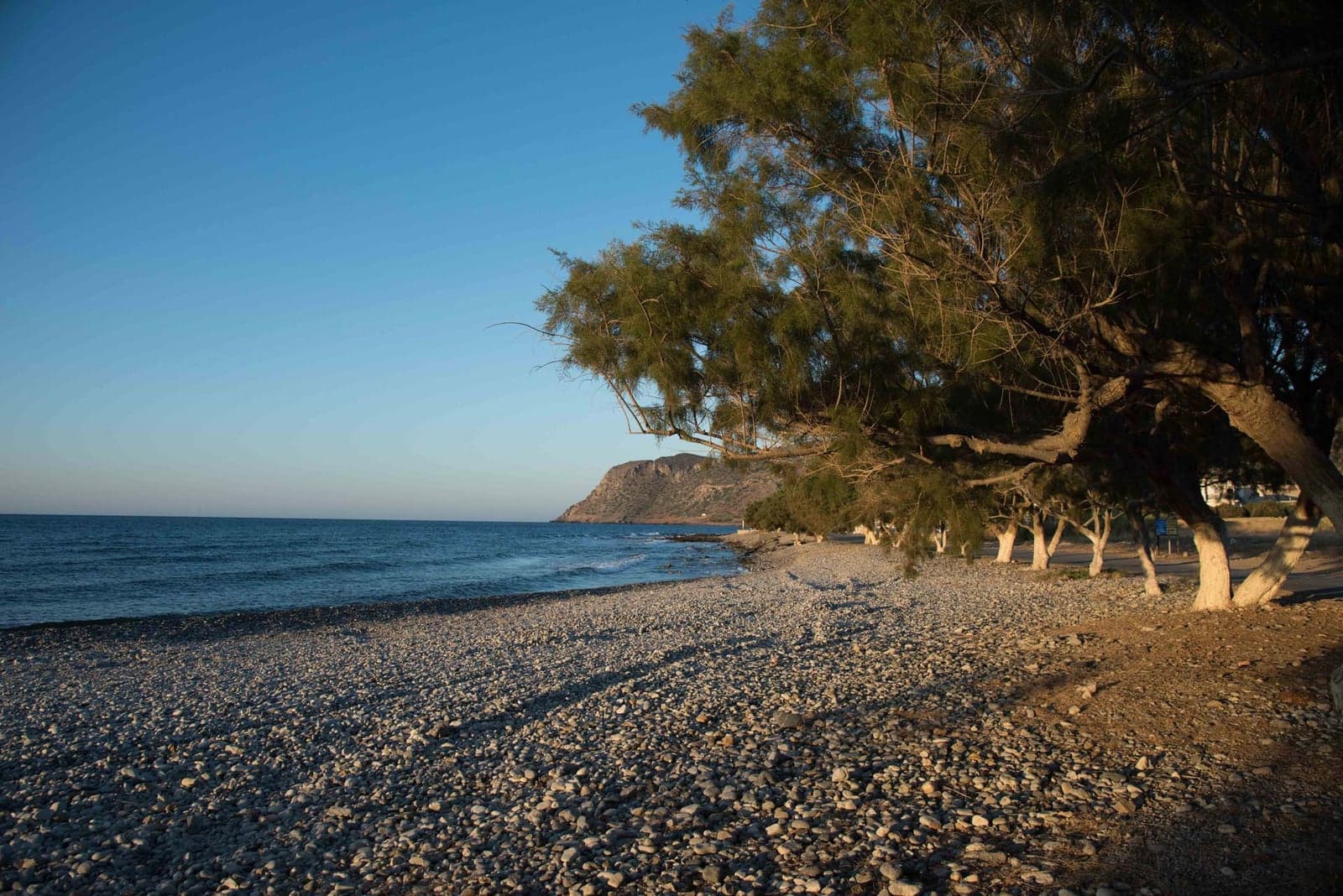 Η βοτσαλωτή παραλία της Μιλάτου στο ζεστό, χαμηλό φως του ήλιου: δέντρα με ασβεστωμένους κορμούς κατά μήκος της ακτής και βραχώδες ακρωτήρι στο βάθος